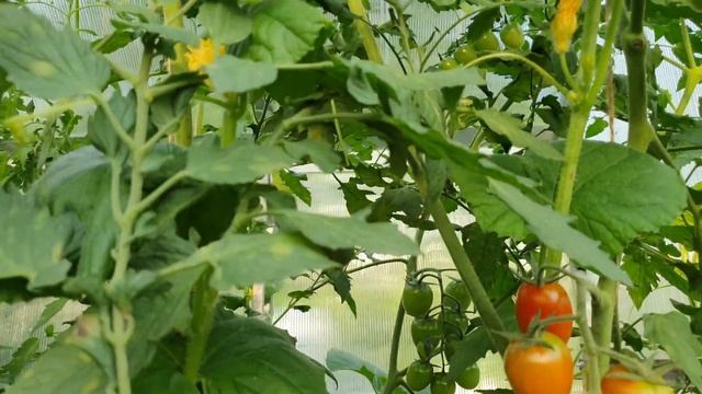 АРБУЗ сорта Кровавая Мэри / Bloody Mary / 24.07.2022г. смотреть онлайн