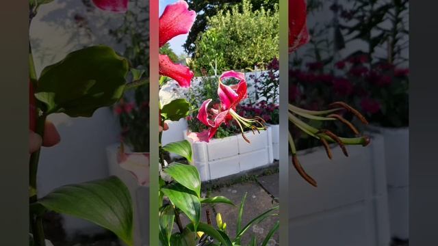 Лилия Мисс Фея и фотоальбом "Лилии 2021" смотреть онлайн