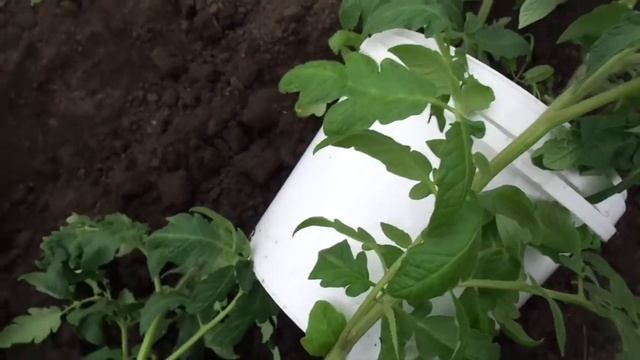 О ВЫСАДКЕ ТОМАТОВ ЛЕЖА ПОДРОБНЕЕ. Ольга Чернова. смотреть онлайн