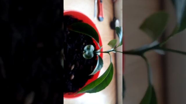 Как вырастить мандарины из косточки 100% способ смотреть онлайн