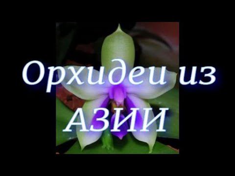 Пересадка азиатских миксов из посылки