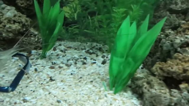 Королевские креветки смотреть онлайн