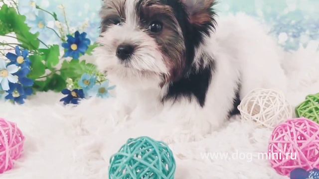 бивер, мальчик в продаже. www.dog-mini.ru смотреть онлайн
