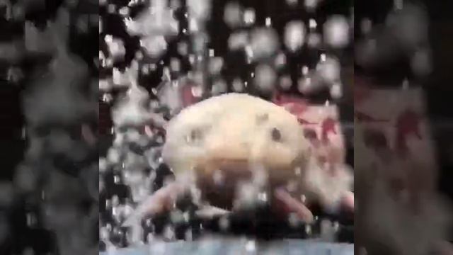 #axolotl #animals #аксолотль #амбистома