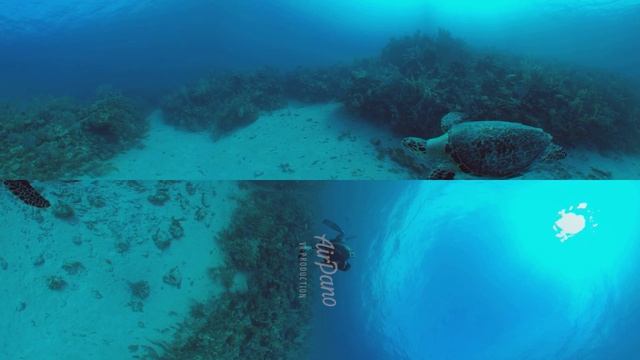 360°, Diving with turtle. 8K Underwater video смотреть онлайн