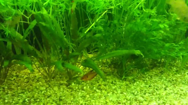 Как содержать и разводить речных карасей смотреть онлайн