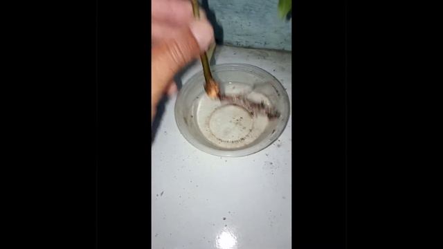 Cara mudah menanam pohon bunut (ficus virens) смотреть онлайн