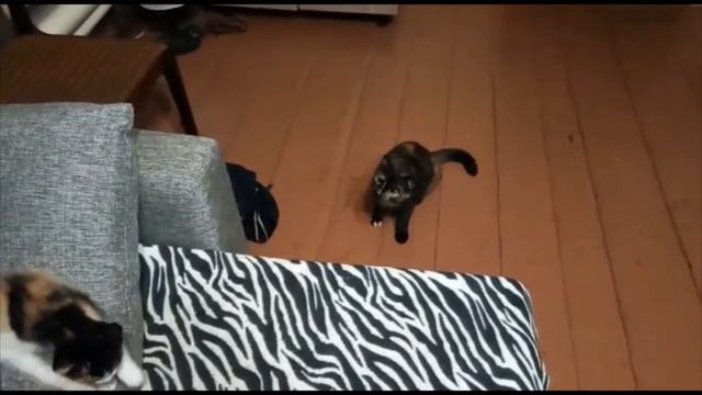 Знакомство двух кошек(глухие) смотреть онлайн