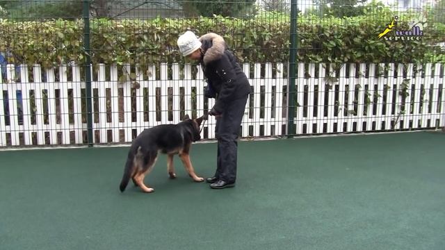 Дрессировка щенка овчарки, движение рядом, задействуем поводок смотреть онлайн