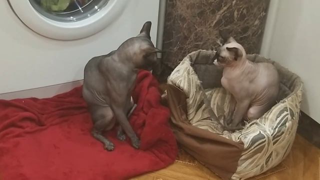 Кошечка недовольна что котик не обращает внимание... смотреть онлайн