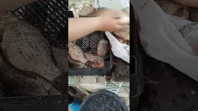 обзор рыбалке 26 марта 2023г карасуны Краснодар. смотреть онлайн