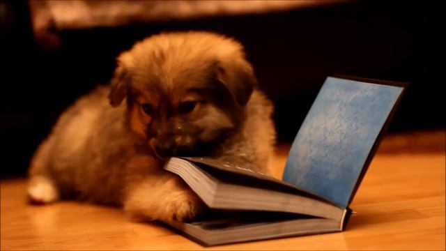 Как страшно быть брошенным ребёнком... смотреть онлайн