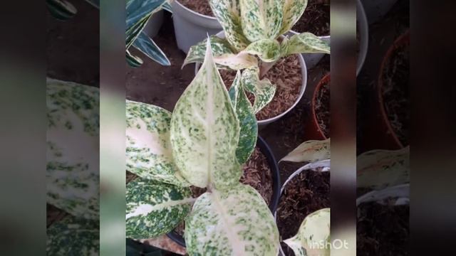 Aglonema Impian смотреть онлайн