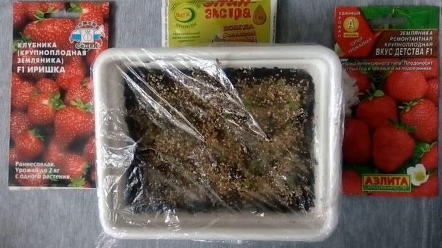 Как вырастить рассаду клубники из семян смотреть онлайн