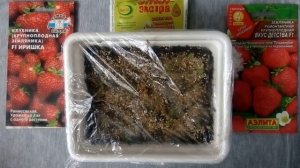 Как вырастить рассаду клубники из семян