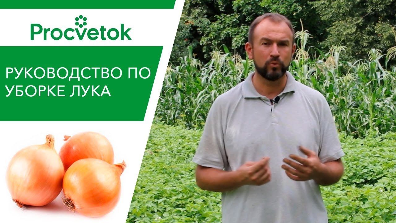 РЕПЧАТЫЙ ЛУК. Как и когда правильно убирать? Ускорение созревания лука. смотреть онлайн