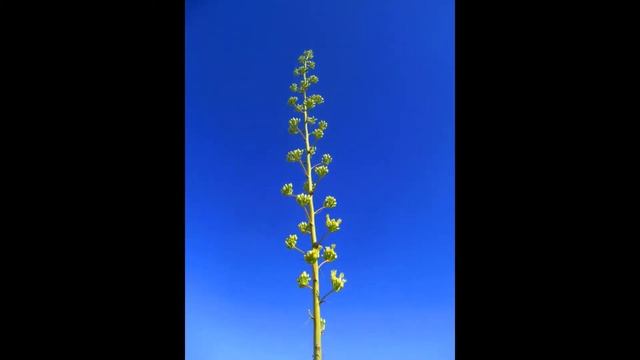 Agave Search in Arizona смотреть онлайн