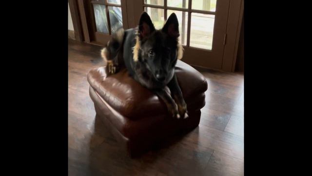 AKC- Trick Dog Novice