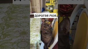 СЧИТАТЬ НЕ УМЕЮ🤣🤔 #дорогая #моя #еда #жратьдавай
