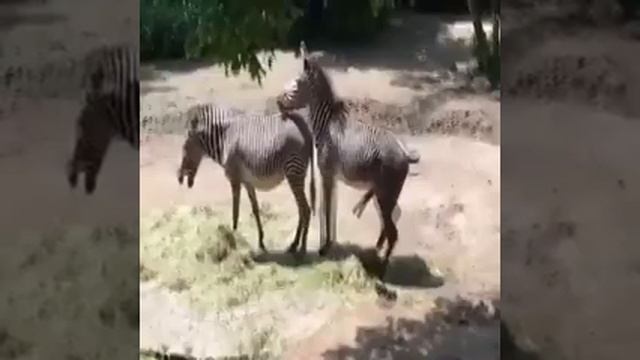 Zebra Mating Campalton Zebra Breeding Animals Mating