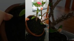 Обрезка и пересадка Молочая Миля. А также обзор моих любимых молочаев.