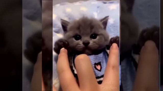 Позитив на весь день! Смешные коты и котята! Милые создания! Смешные животные! смотреть онлайн