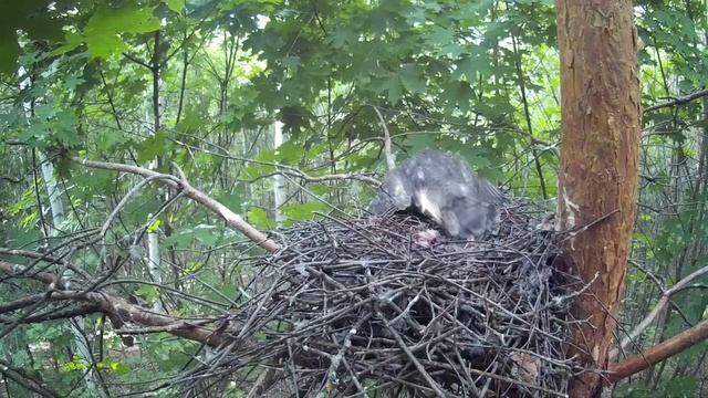 Птенец ястреба-перепелятника возвращается в гнездо, чтобы поесть ( Accipiter nisus ) смотреть онлайн