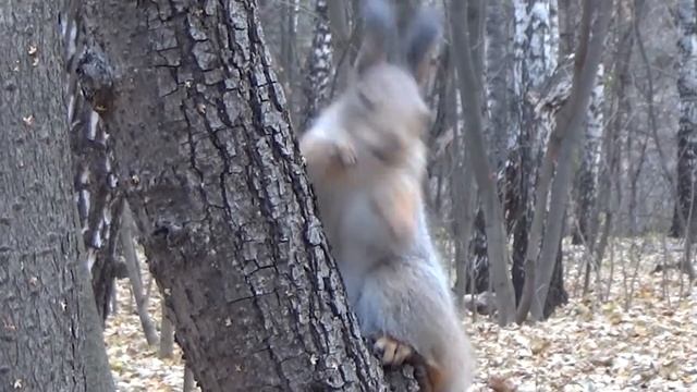 "Оять". "Радость". "Осень" (переход к) смотреть онлайн