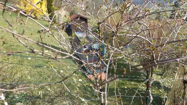 Zwerg Kiwi Ken's Red (Actinidia arguta x A. melanandra) – Feige (Ficus carica) Lumix DC-FZ82 смотреть онлайн