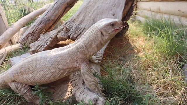 FULL Animal Tour!!!! смотреть онлайн