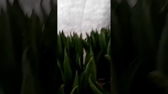 Выгонка тюльпанов 20 февраля смотреть онлайн