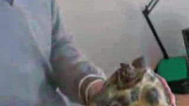 Прикол с черепахой ))) смотреть онлайн