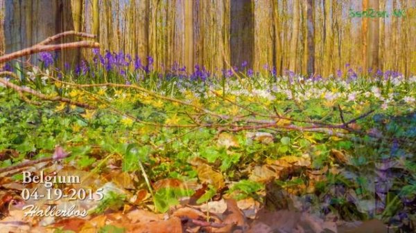 Hallerbos - mysterious forest in 4K