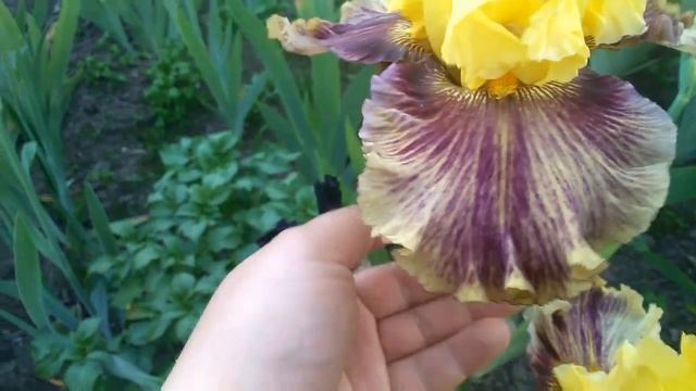 Ирисы!Treasure Trader //Блайз//ИРИС из сада Ворошиловой А.Б! ЛОХМЫТЫЙ ИРИС!? смотреть онлайн