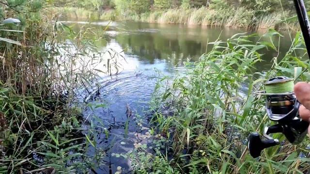 Риболовля на дикому озері в лісі. Ловлю щуку на спінінг смотреть онлайн