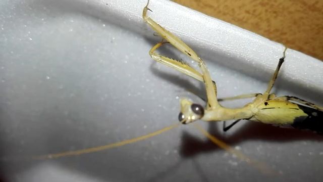 Богомол , что за зверь ? смотреть онлайн