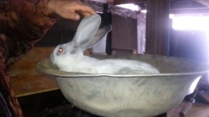 КОРМЛЕНИЕ БЕЗ ГРАНУЛ вес кроликов в 2-3 месяца.