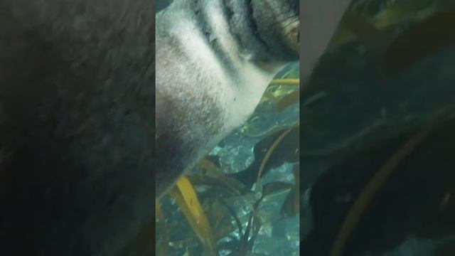 Хищник в деле. Тюлень матерится / Тюлень живет на суши)) #Shorts смотреть онлайн