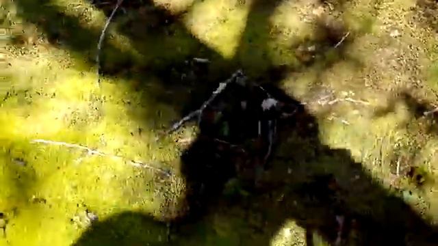 С мха ковер смотреть онлайн