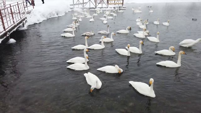 Лебединое озеро с изнанки смотреть онлайн