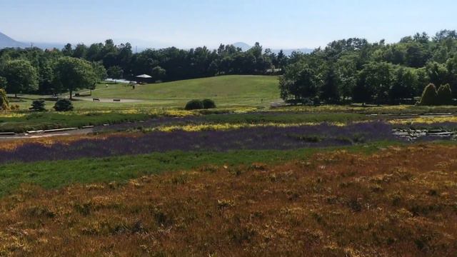 Lavender Park in Hakodate, Hokkaido, Japan смотреть онлайн