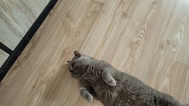 Хвост у кота - средство коммуникации смотреть онлайн