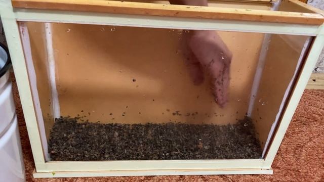 Перезапуск маленького аквариума на 10 литров смотреть онлайн