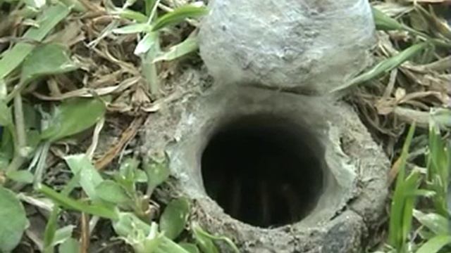 Как смеются пеликаны смотреть онлайн