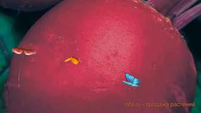 Свекла столовый Пабло F1 (pablo f1) ? свекла Пабло F1 обзор: как сажать семена свеклы Пабло F1 смотреть онлайн