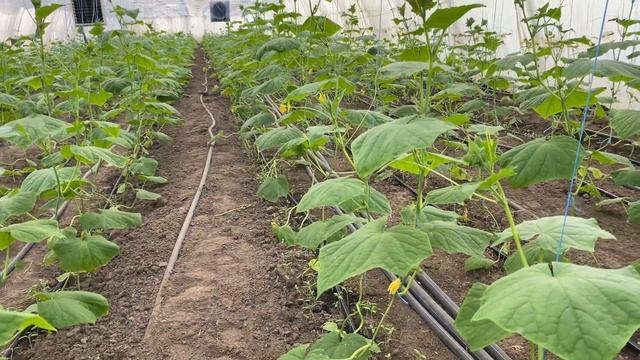 Чем развить корень огурца. Результат борьбы с медведкой смотреть онлайн