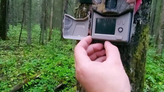 В лес за фотоловушкой! Солонец "работает",а ловушка нет! смотреть онлайн