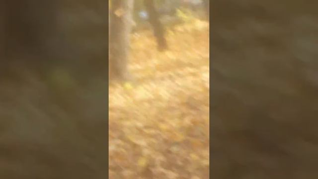 5 класники пытаются снять дерево часть1 блог школа номер N31 смотреть онлайн