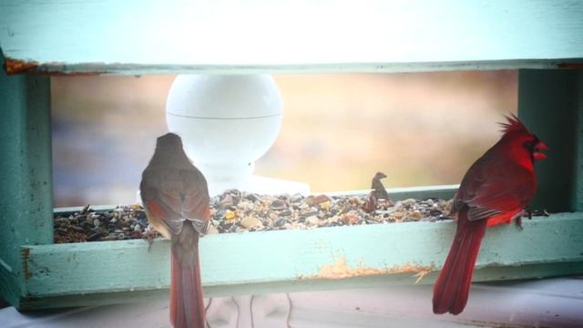 Красный кардинал, или виргинский кардинал (Cardinalis cardinalis) смотреть онлайн