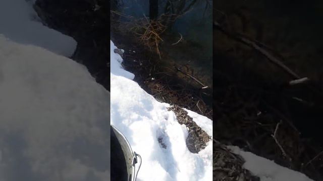 Рыиба маринка атпустил мои пруд смотреть онлайн